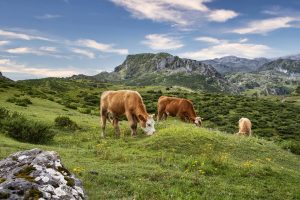 I pascoli alpini: tra tradizione, natura e turismo rurale