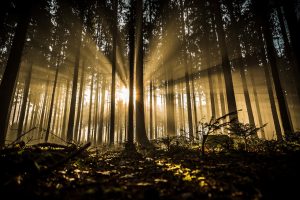 La natura che incanta: un viaggio tra i boschi che raccontano storie