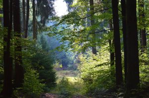 Alla scoperta delle foreste più antiche d’Europa: un patrimonio da tutelare